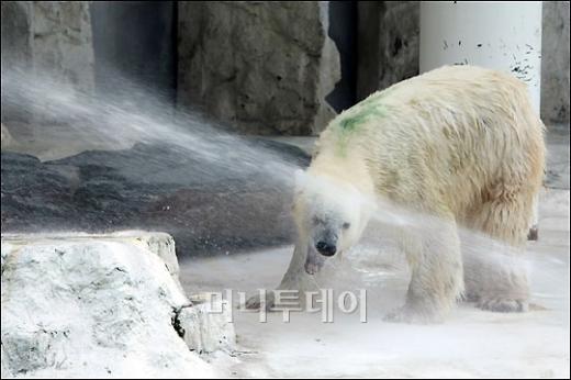 [사진]북극곰의 더위사냥
