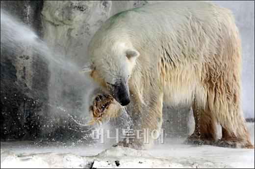 [사진]북극곰의 더위사냥