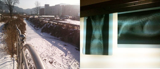 고교생 개 도살단에게 희생된 개의 사체가 유기됐던 하천과 사체의 X-ray 사진.
