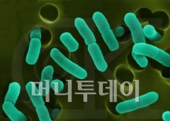 ↑ NDM-1 슈퍼박테리아.