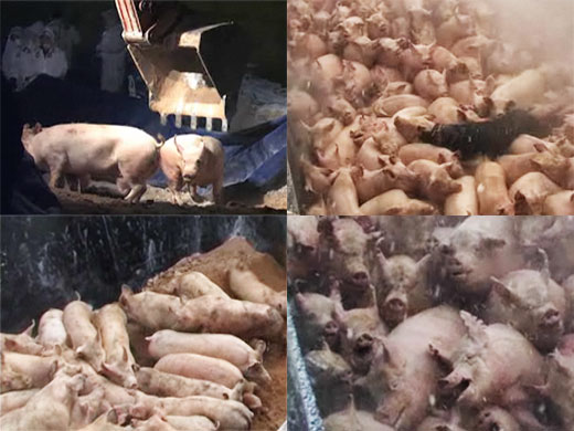 동물사랑실천협회가 '생매장 돼지들의 절규' 동영상을 제작해 23일 공개했다. 동영상 캡처. ⓒ동물사랑실천협회