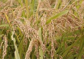 미얀마, 이집트 될라..쌀 수출 금지