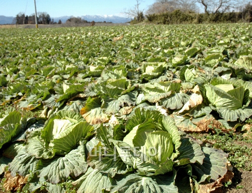 ↑자살한 남성이 열심히 재배한 양배추가 밭에 고스란히 남아있다. 출처=아사히신문<br>
