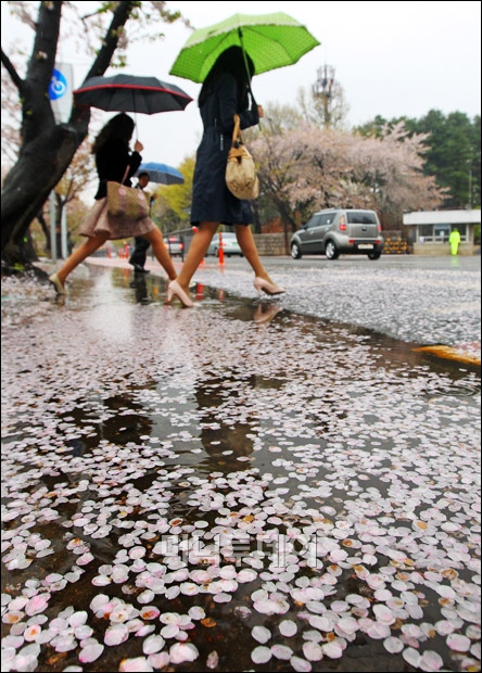 [사진]벚꽃을 시샘하는 봄비