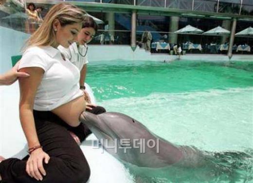 페루 수도 리마에서 임신 8개월된 한 임산부가 배속의 아이에게 돌고래 초음파를 들려주고 있다. 임산부와 돌고래의 표정이 무척 진지해 보인다.  
