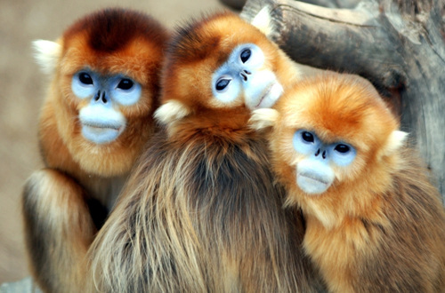↑국내에선 에버랜드 동물원에만 있는 중국의 1급 보호동물인 황금원숭이.