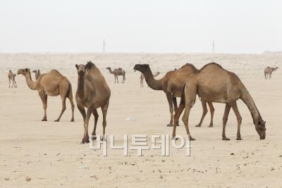 ↑사막을 지나다보면 낙타들이 수없이 보인다. 