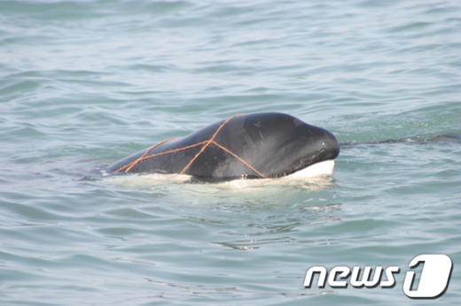 26일 전남 여수 앞바다에서 그물에 걸린 범고래. /사진제공=여수해경 News1