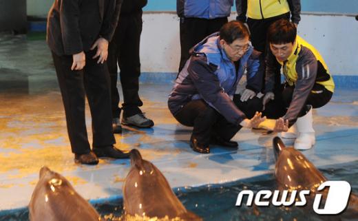 [사진]돌고래 살피는 박원순 시장