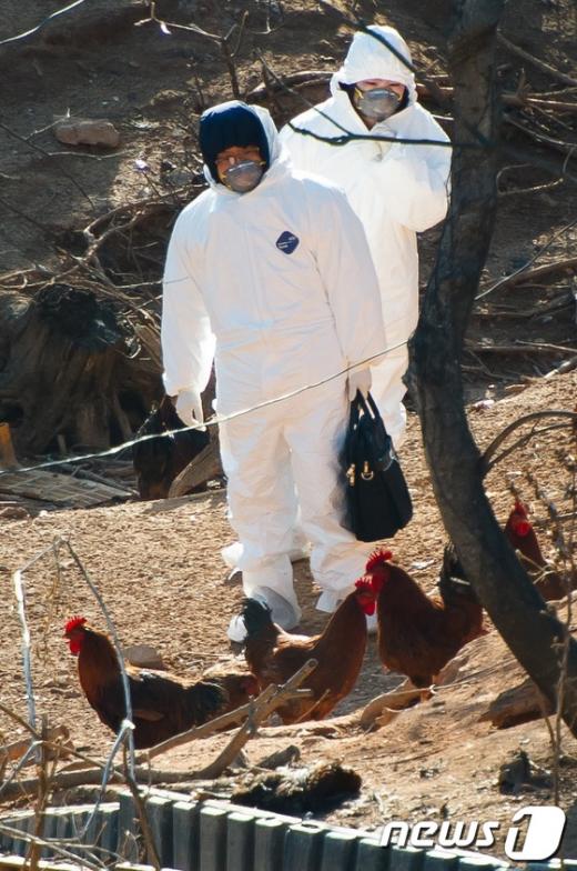 [사진]폐사한 닭 살피는 관계자들