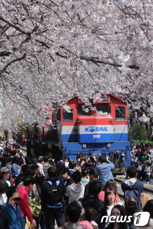 [사진]'벚꽃 속 기차'