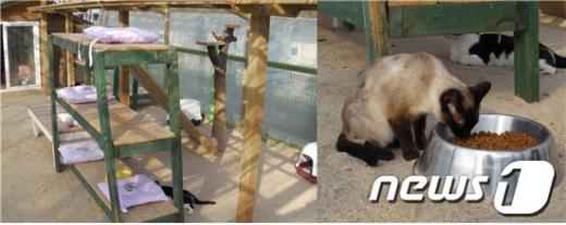 유기 고양이들은 널따란 우리에서 함께 생활하고 있다. 한국동물구조협회 모습.  News1