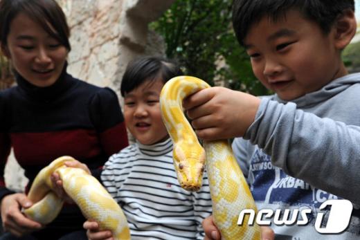 [사진]버마왕뱀 만져보는 어린이들