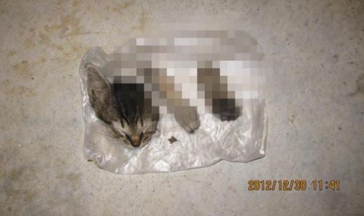 ▲ 싱가포르에서 고양이 토막 사건이 일어나 당국이 수사에 나섰다. (ⓒ싱가포르 더뉴페이퍼)