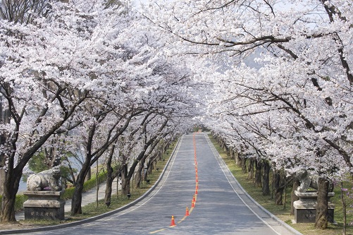 '서울 여의도보다 일주일 늦은 벚꽃 명소'로 알려진 에버랜드 벚꽃길은 이번 주말에 만개가 예상된다(사진=에버랜드)  