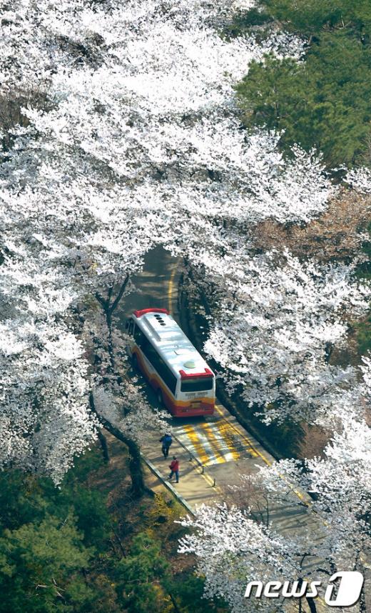[사진]남산 벚꽃 터널