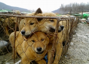 '식용'으로 판매된 개들이 철창에 갇혀 있다./사진제공=동물사랑실천협회