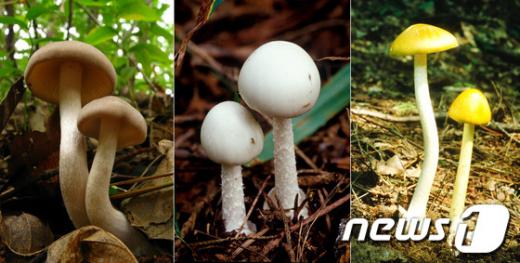 왼쪽부터 삿갓외대버섯, 독우산광대버섯, 개나리광대버섯/사진=농촌진흥청 제공