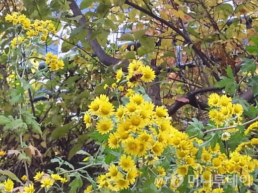 2013년 11월4일 낮 12시30분경, 서울 청계천에서 향기에 넘어간 꿀벌이 들국화를 향유하고 있다. 