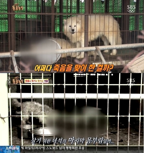 23일 오전 SBS 'TV 동물농장'에서는 사람의 보살핌을 받지 못하고 방치된 개들의 충격적인 사연이 공개됐다./ 사진=SBS 방송화면 캡처