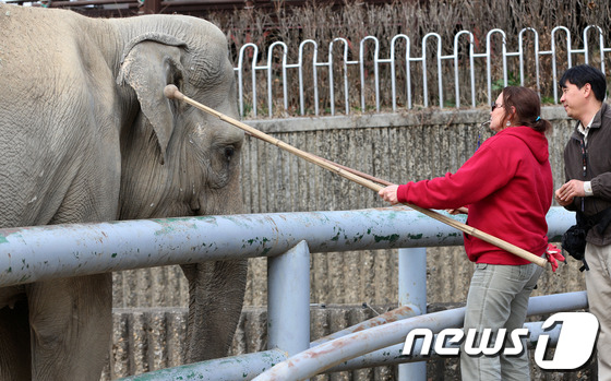 [사진]美 전문가 초빙 '코끼리 교육'