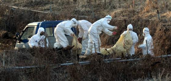  충북 진천군 이월면 한 씨오리 농장에서 조류인플루엔자로 의심되는 오리들이 살처분되고 있다. / 사진=뉴스1