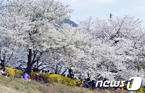 [사진]벚꽃 아래에서 부르는 상춘곡