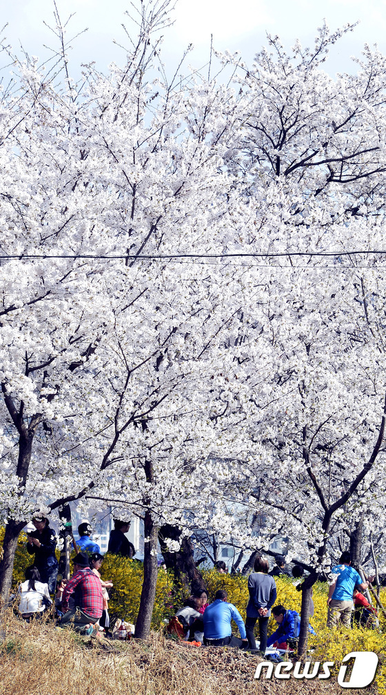 [사진]벚꽃향에 취하는 주말