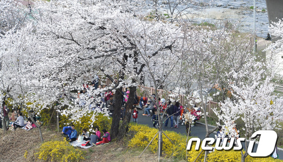 [사진]만개한 벚꽃나무 사이로
