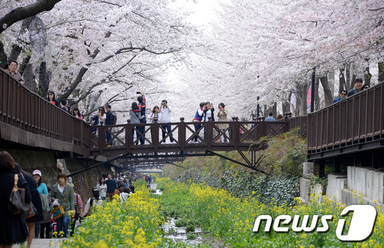 [사진]'벚꽃에 빠진 상춘객들'