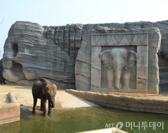 아시아 코끼리 하티 /사진=이지혜 기자 