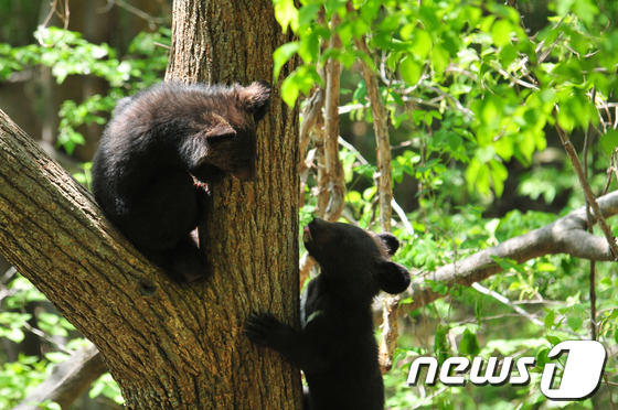 지리산에 서식 중인 멸종위기종Ⅰ급 반달가슴곰 . /뉴스1 © News1 