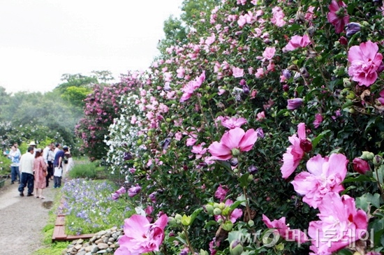(사진설명)기청산식물원은 지난 19일부터 다음달 15일까지 나라꽃 무궁화에 대한 인식 대전환을 위해 ‘무궁화축제’를 열고 있다/사진제공=기청산식물원