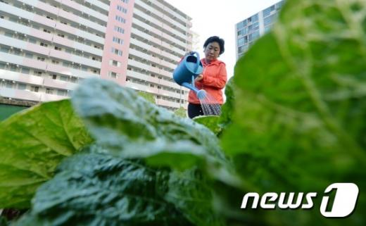 [사진]'도시 농부'
