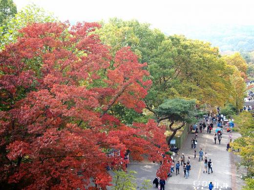삼대(三代)가 함께 즐길 수 있는 단풍놀이…서울대공원 산림욕장