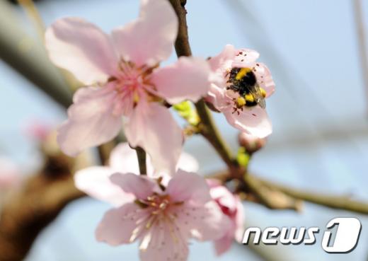 [사진]호박벌의 봄나들이