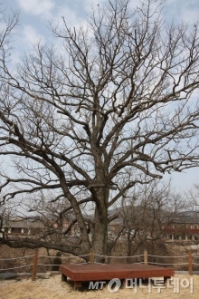 400년 가까이 된 두들마을의 상수리나무. 도토리는 전쟁후 굶주린 사람들의 허기를 달래준 '영양군 도토리죽'의 주요 식자재였다. /사진=김유경기자