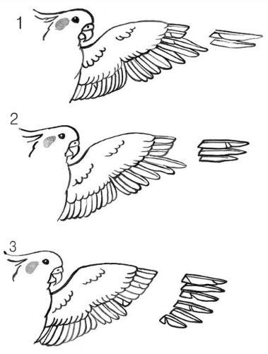 새의 활동성을 줄이는 정도에 따라 새의 깃털을 잘라야 하는 부위도 달라진다./사진제공=네이버 '든혜의 일상이야기' 블로그
