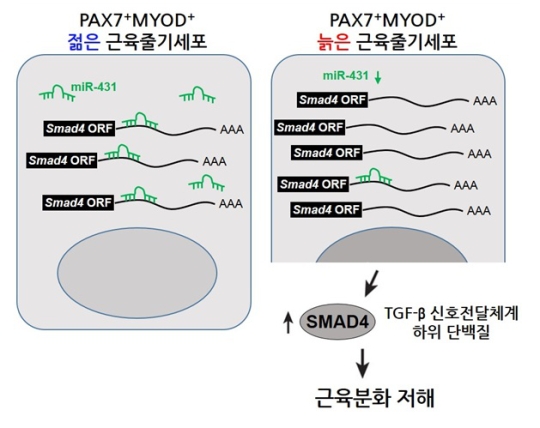 젊고 늙은 근육줄기세포에서 miR-431 의 역할<br>(왼쪽) 젊은 근육줄기세포에서는 충분한 양의 miR-431 존재하여, SMAD4 단백질을 저해함으로써, 정상의 근육분화능을 유지<br>(오른쪽) 늙은 근육줄기세포에서는 miR-431의 발현이 감소되어 있으므로, 분화능을 저해하는 SMAD4 단백질의 양이 과량 존재하게 되어 근육으로 분화하는 능력이 감소하게 됨 