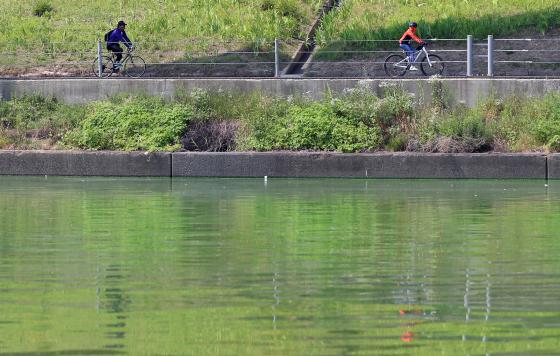 5일 조류경보가 확대발령돼 녹조로 물든 서울 한강 변에서 시민들이 자전거를 타고 있다. 2015.7.5/뉴스1