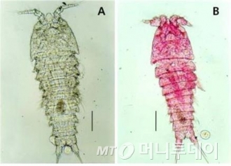 독도에서 세계 최초로 새롭게 발견된 가칭 독도쿠울노벌레의 모습./사진=국립생물자원관 제공