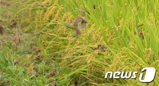 [사진]벼 이삭 먹는 참새