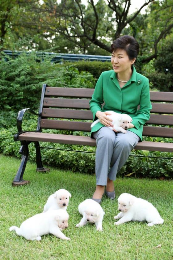박근혜 대통령과 청와대의 진돗개 강아지 5마리 / 사진=박 대통령 페이스북