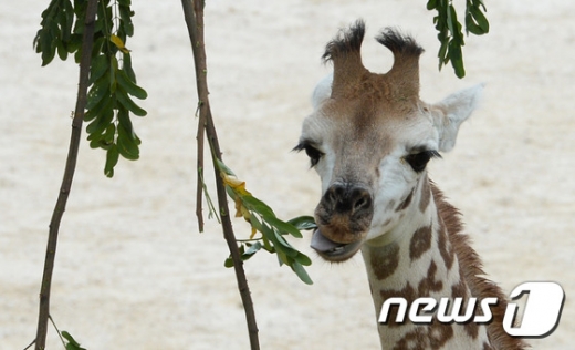 [사진]새끼 기린 '엘사'...'동물원 관람객 만나고 싶어요'