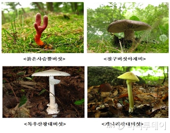 독버섯의 종류 / 사진제공=이종배 새누리당 의원실