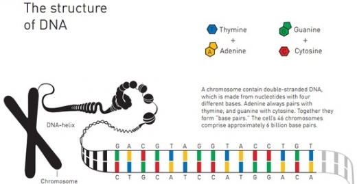 염기가 쌍을 이루며 결합돼 DNA 가닥이 이중나선 형태로 붙어있다. (출처 : 노벨상 홈페이지) /뉴스1 © News1