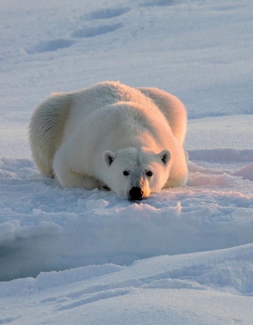 유빙에 갇힌 북극곰의 안타까운 표정