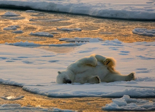 유빙에 갇힌 북극곰의 안타까운 표정