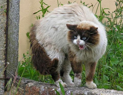 고양이는 자신의 영역에 누군가 침범하면 털을 바짝 세우고 공격성을 보인다/사진=위키피디아
