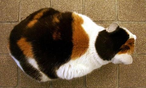 삼색털 고양이/사진=위키피디아